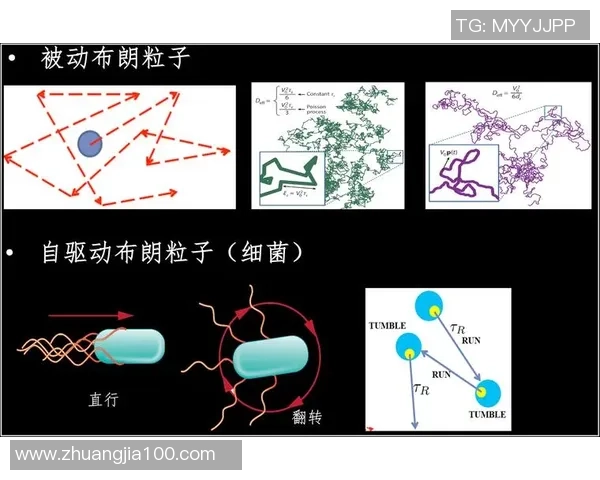 上海乒乓球队速度分析与提升策略的深度探讨与研究